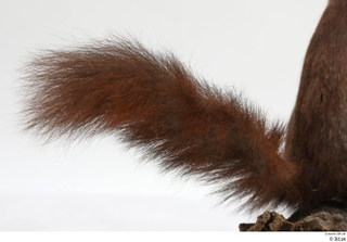 Squirrel  2 tail 0003.jpg